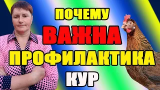 Какое средство я применяю для профилактики своих кур.