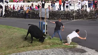 Ganadaria EG - Porto Dos  Biscoitos 2022 - Ilha Terceira - Açores - Portugal