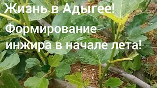 Живем в Адыгее/Формирование инжира в начале лета/Удаляем лишние побеги/