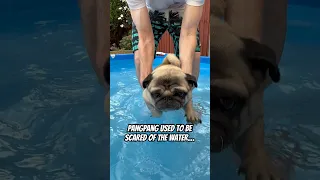 Fear CONQUERED! 😮 Pug dog learning to swim #pug #dog #swimming #swimmingdogs