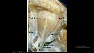 +Anatomy of the Orbit