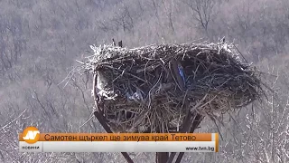 Самотен щъркел ще зимува край Тетово