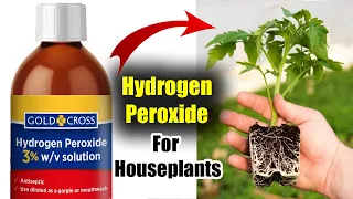 Benefits of Hydrogen Peroxide on Houseplants | How Does it Help for Growing Plant