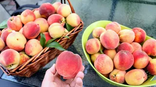 8 MUST Grow Fruit Trees in a BACKYARD ORCHARD