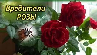 Вредители комнатной розы. Как эффективно бороться с вредителями.