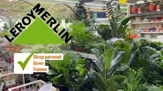 Обзор комнатных растений в Леруа Мерлен|обзор цветочного магазина