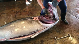 Smooth and handsome cut super huge bluefin tuna