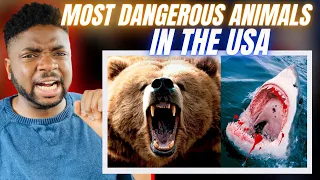 🇬🇧BRIT Reacts To RANKING THE MOST DANGEROUS ANIMALS IN AMERICA!