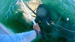 MASSIVE Halibut Fished in DEEP Border - Offshore Swiftsure Fishing