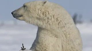 Hear the Magic of the Arctic