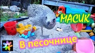 ⛺🐤 #6 Птенец морской чайки в песочнице. Игрушки Масика