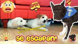 ¡LOS CACHORROS SE ESCAPAN DE CASA! Lana Videos divertidos