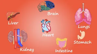 Organs in the human body | Easy to understand animation video