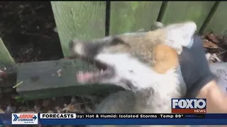 Rabid fox attack concerns