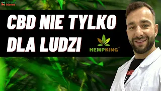 CBD nie tylko dla ludzi | Damian Olędzki, HempKing | Zdrowy Biznes