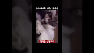 순수재미로 보는 동물들