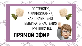 ПРЯМОЙ ЭФИР | ГОРТЕНЗИЯ, ЧЕРЕНКОВАНИЕ, КАК ВЫБИРАТЬ РАСТЕНИЯ ПРИ ПОКУПКЕ