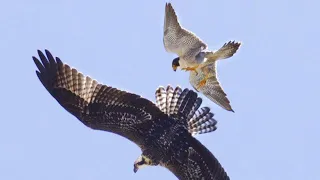 Peregrine Falcon is the Fastest predator on the planet