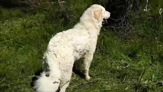 Vie à l'alpage St Nicolas : conseils face aux chiens de protection troupeaux ovins