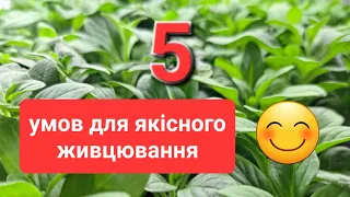 Умови для якісного живцювання.Мій досвід!😊#українськийконтент #петуния