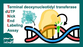 TUNEL assay  | Terminal deoxynucleotidyl transferase dUTP nick end labeling (TUNEL)