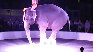 Betty the elephant needs help NOW!