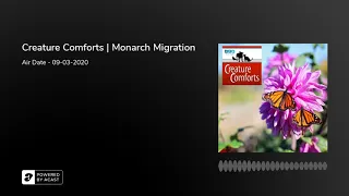 Creature Comforts | Monarch Migration