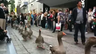 Geese Parade in Belgium