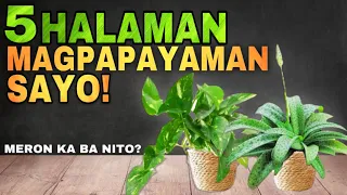 5 HALAMAN SWERTE SA PERA AT YAMAN | 5 Lucky Plants 2024 THAT SYMBOLIZED MONEY AND WEALTH