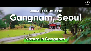 [Miniature Timelapse] Nature in Gangnam | 강남 자연 미니어처 타임랩스