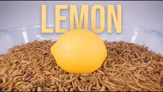 10 000 Mealworms vs. LEMON