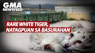 Rare white tiger, natagpuan sa basurahan | GMA News Feed