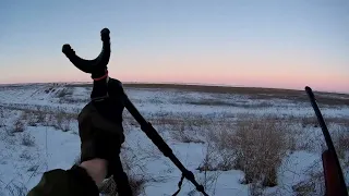 Нападение Стаи Бродячих,Лиса на манок и Солнечный Зайчик.Что видел старый заяц,но не скажет никому!