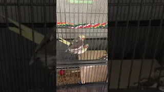 Cockatiels mating and singing