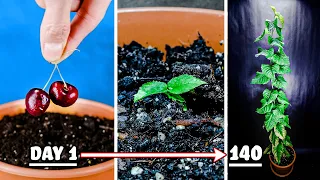 Growing Cherry Tree from Seed Time Lapse (140 Days)
