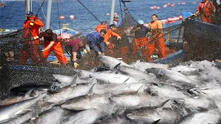 Wow!! Big Catch giant bluefin tuna, Net Fishing Tuna, Tuna Auction in market japan