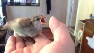 Raising A Baby Sparrow - by Mike Franzman