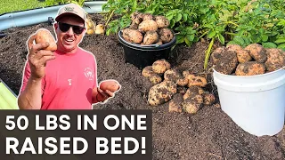 The MOST INSANE Raised Bed Potato Harvest!