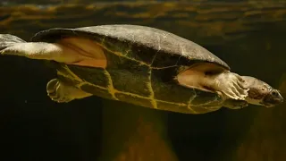 Life Of Turtles: Exploring Their Mysterious World | #youtube #animalkingdom