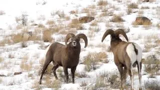 Bighorn Sheep Rams Ramming - Free Roaming Photography