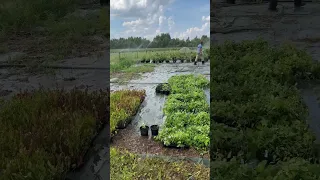 Саженцы голубики инвитро приехали. Будем пересаживать в 2 литровые горшки.