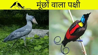 दुनिया के 10 सबसे आश्चर्यजनक पक्षी | Top 10 most wonderful Birds in the world