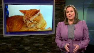 In-home pet euthanasia special report #WFRV