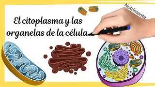 LA CÉLULA EUCARIOTA - Citoplasma y organelas