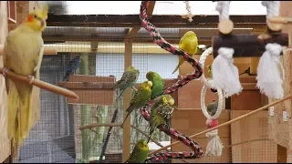 Over 3 Hours of Budgies and Cockatiels Talking, Singing and Playing in their Aviary