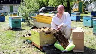 Пчелопакеты. Купить пчелопакеты.