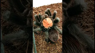 Забираем кокон у Brachypelma albiceps