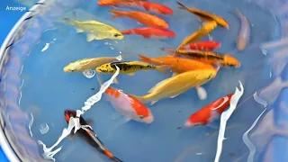 Modern Koi Blog #4695 - Die Koi aus Konishis Jubiläumsauktion No. 500