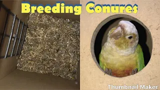 Breeding Conures