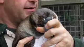 Senior platypus keeper Ian Elton with Ember.